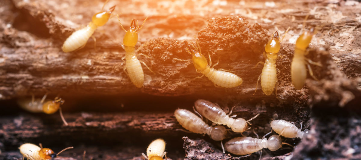 Ways to Get Rid of Termites Naturally